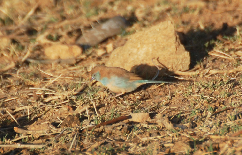 Uccelo dal Tigrai (Etiopia): Uraeginthus bengalus